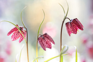 aluminium-print-snakes-head-fritillary-x