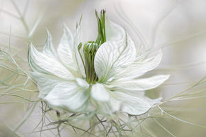 framedcanvas-print-nigella-xdf