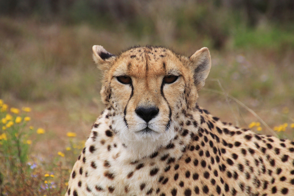 framedposter-print-cheetah-xl
