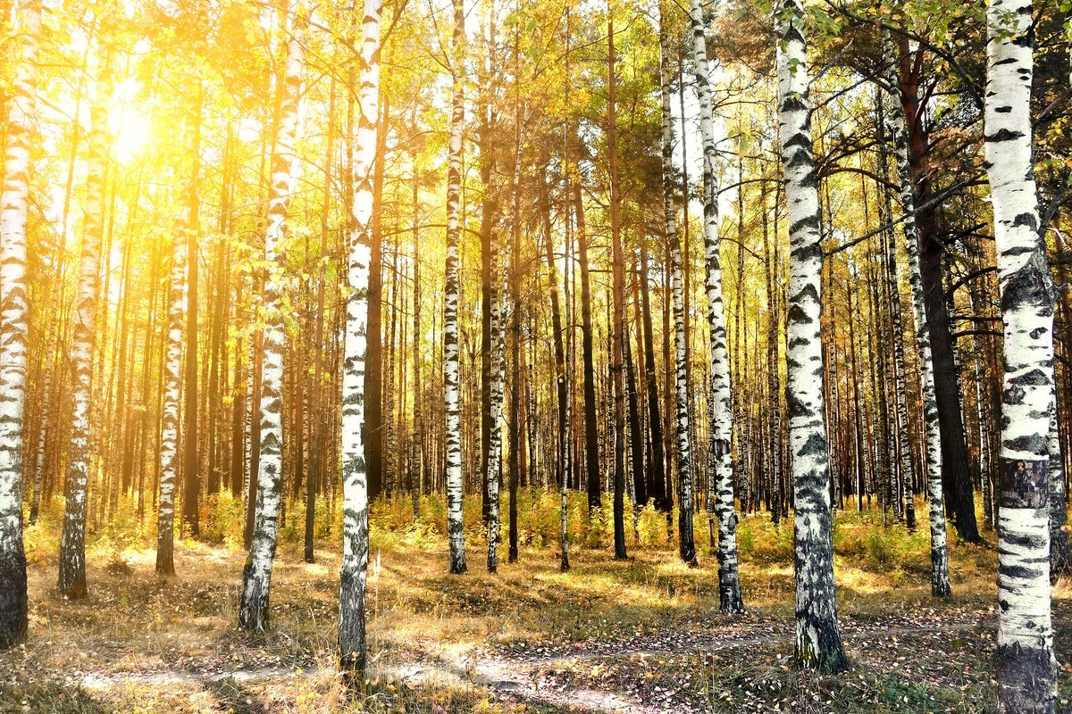 3-piece-aluminium-print-birch-forest