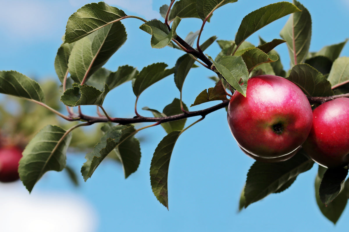 acrylic-print-apple-on-the-tree