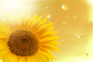 modern-3-piece-canvas-print-sunflower-in-morning-dew