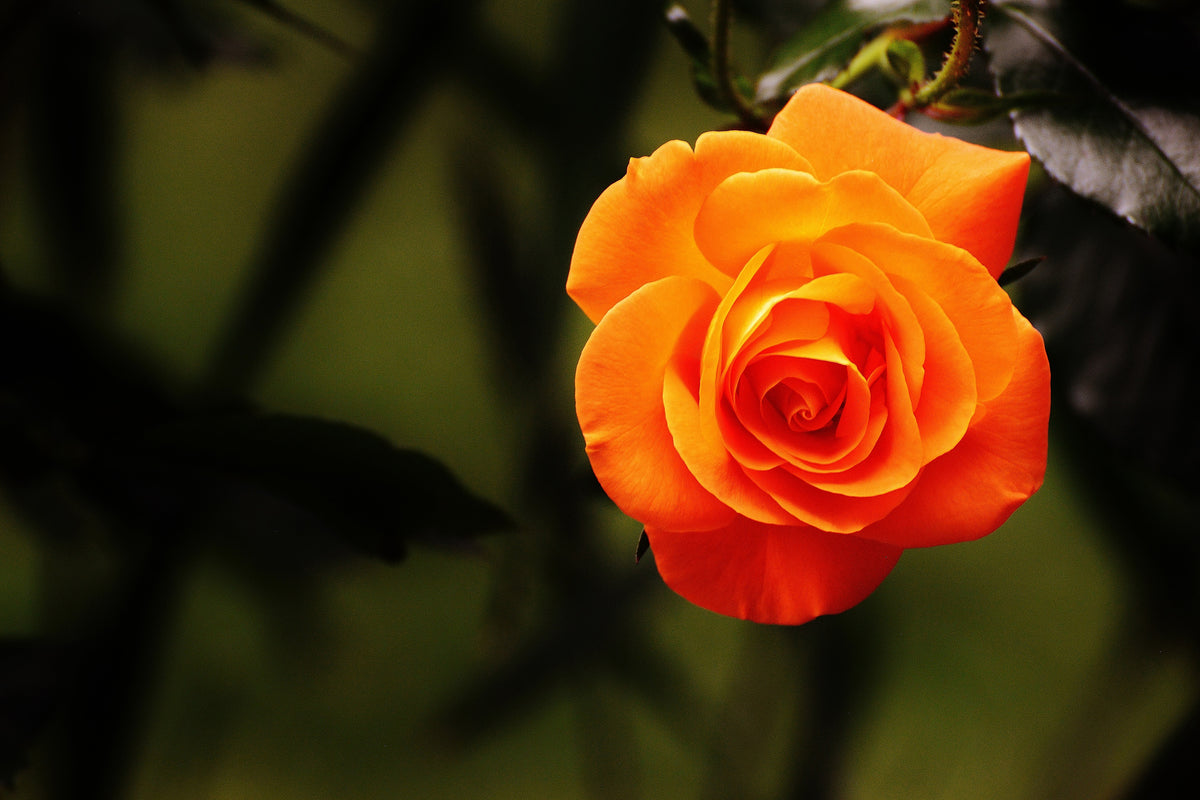 poster-print-the-blossom-of-the-rose