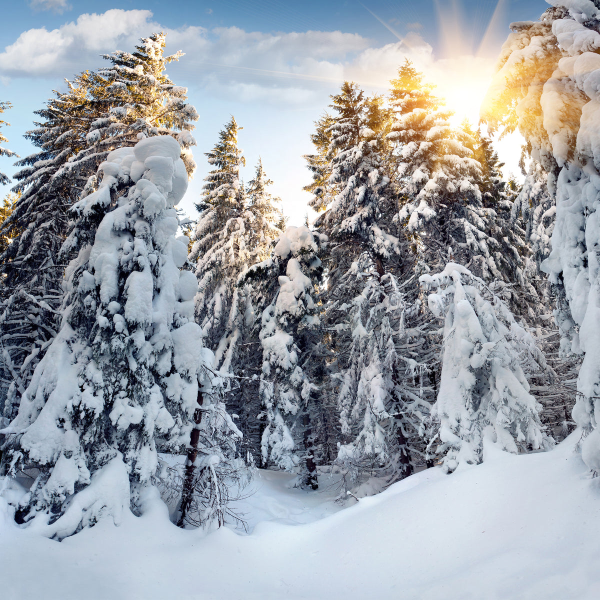 canvas-print-fir-in-snow