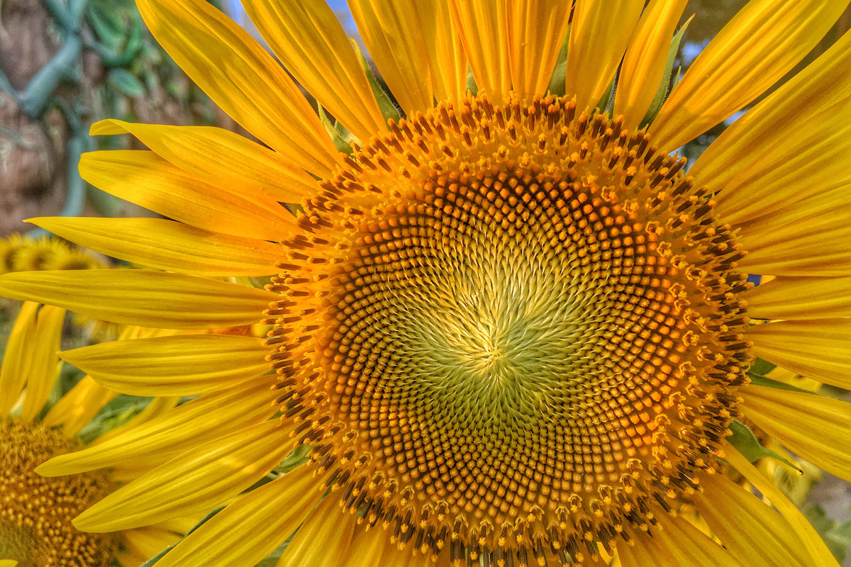 acrylic-print-inflorescence-of-a-sunflower