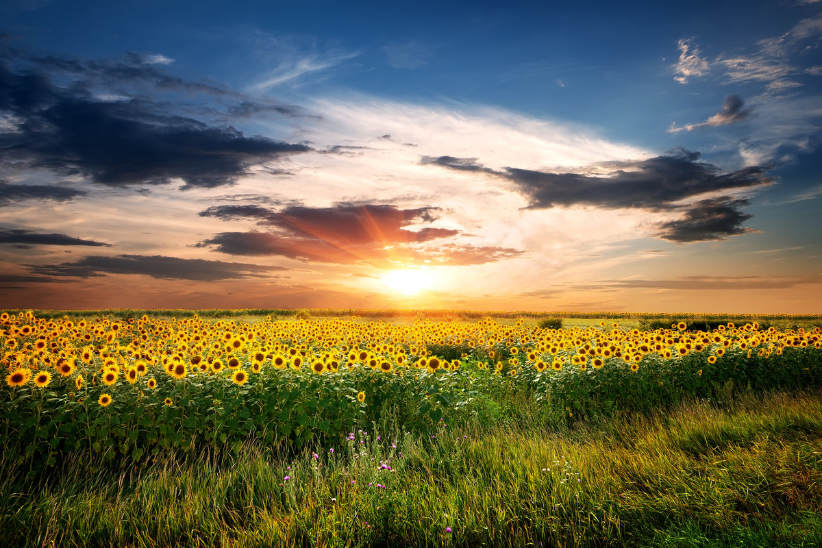 aluminium-print-a-field-of-sunflowers