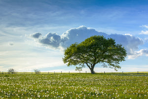 framedposter-print-spring-tree