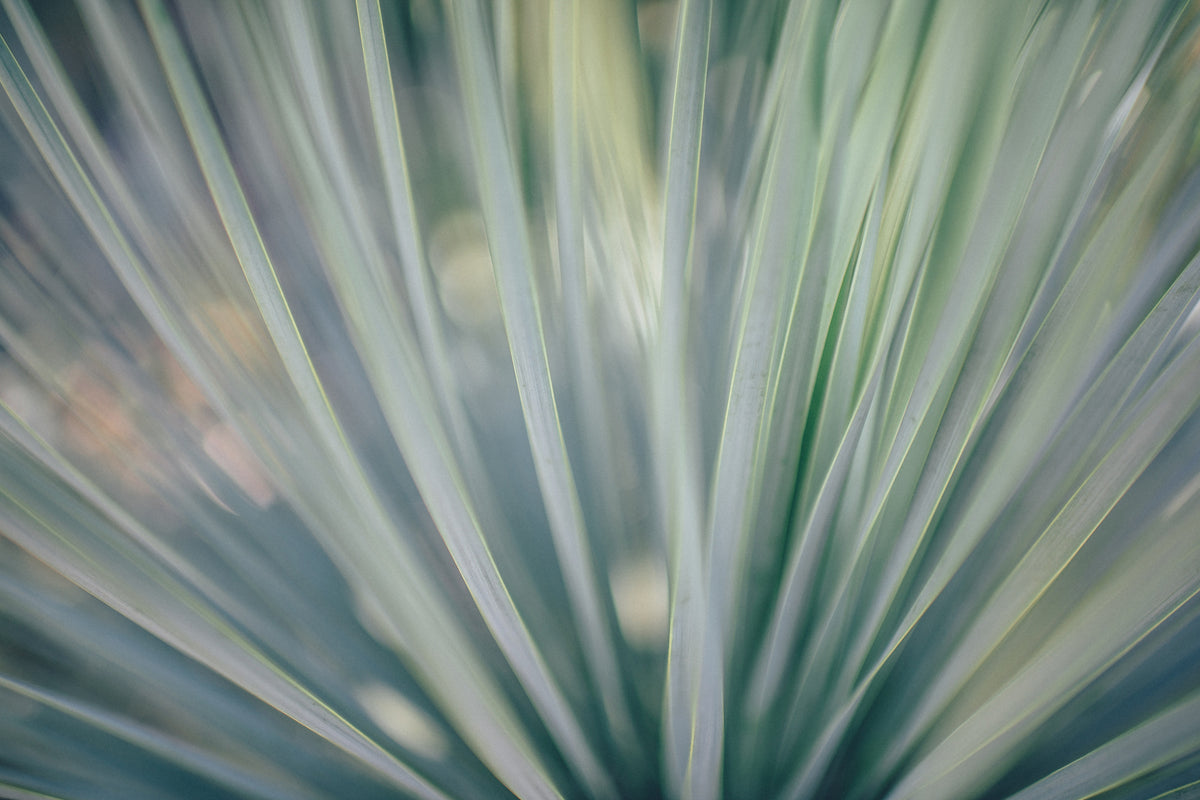 acrylic-print-strip-of-plant