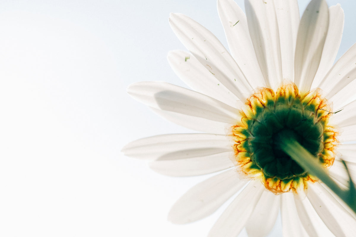framedposter-print-a-daisy