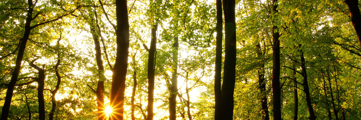 panoramic-3-piece-acrylic-print-sunset-between-trees-panorama