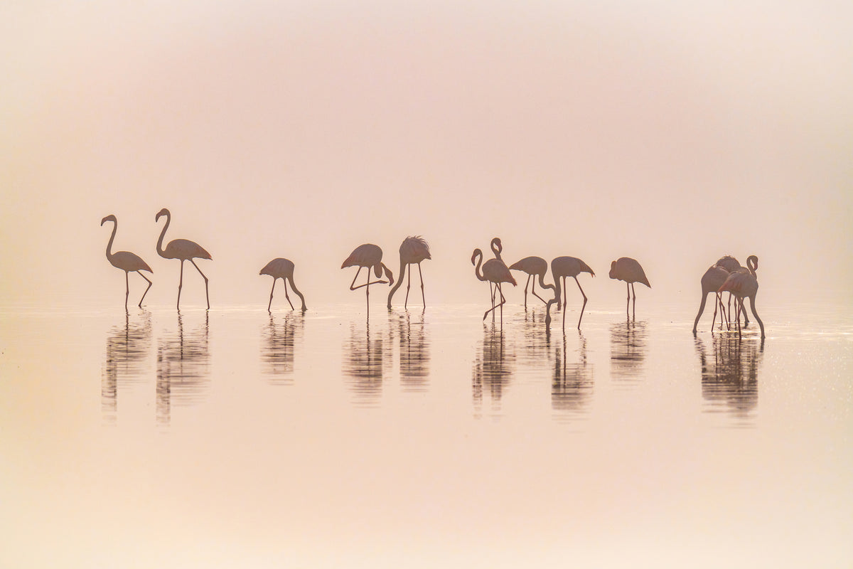 acrylic-print-flamingos-in-the-mist-x