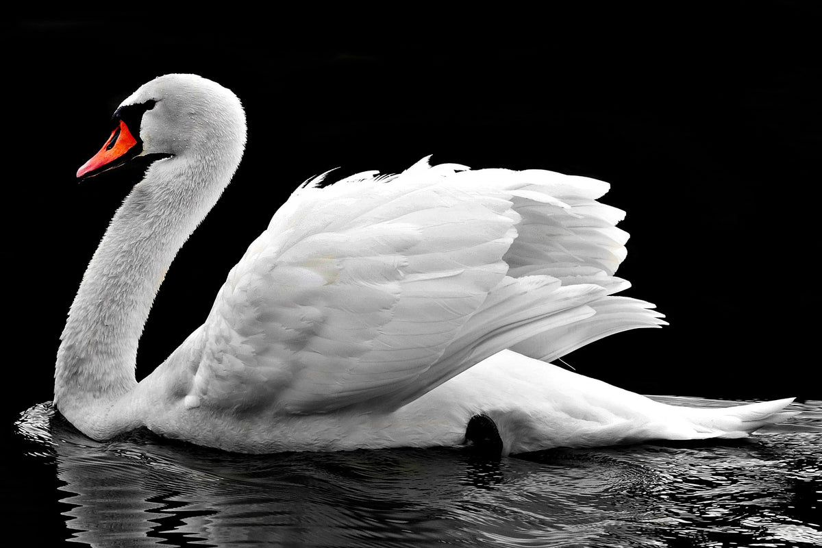 framedposter-print-the-graceful-swan