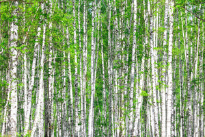 3-piece-aluminium-print-the-birch-forest
