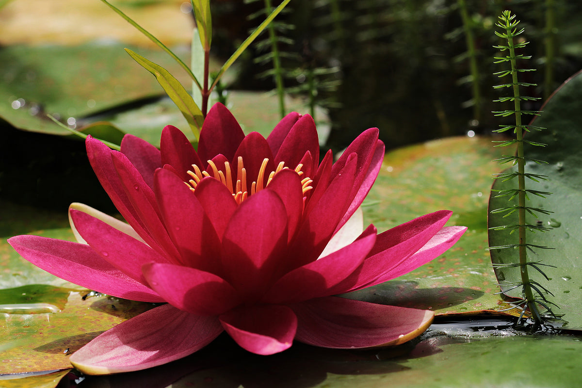 3-piece-aluminium-print-water-lily-in-red
