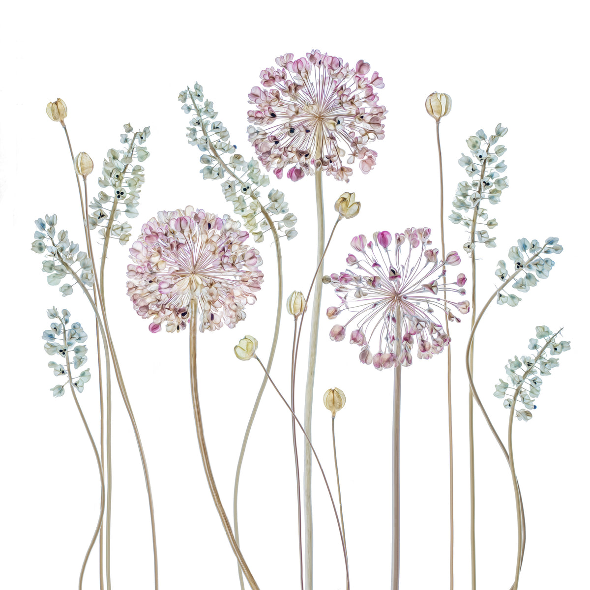 acrylic-print-allium-a