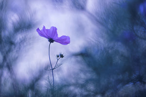 canvas-print-blue-dream-x