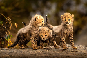 canvas-print-three-little-cheetahs-x