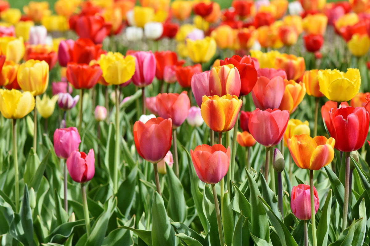 framedcanvas-print-a-colorful-tulip-field