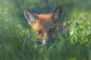 canvas-print-red-fox-xuf
