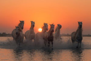 acrylic-print-sunset-in-camargue-x
