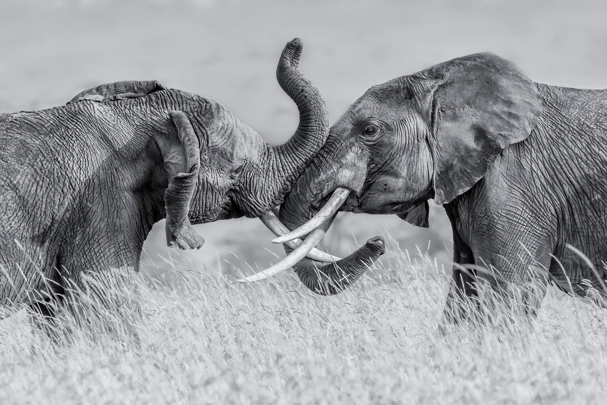 framedcanvas-print-elephant-qtai-chiq-x