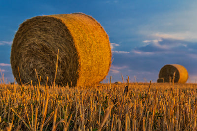 poster-print-straw-bales