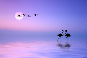 aluminium-print-flying-flamingo-x