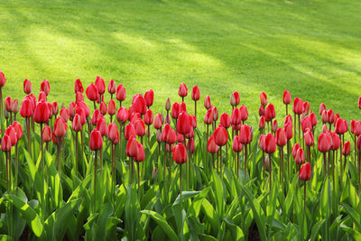 poster-print-red-tulip-field-in-the-sunlight