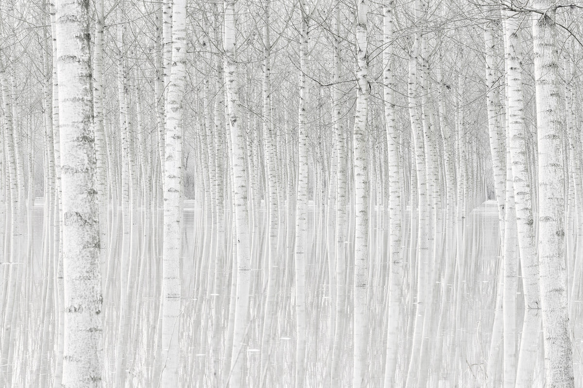 modern-3-piece-aluminium-print-trees