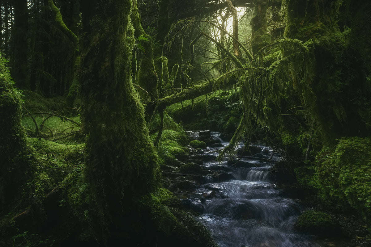 canvas-print-hidden-wood-x