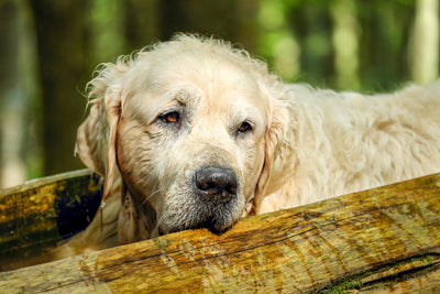 poster-print-golden-retriever-in-nature