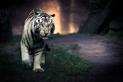 poster-print-white-walker