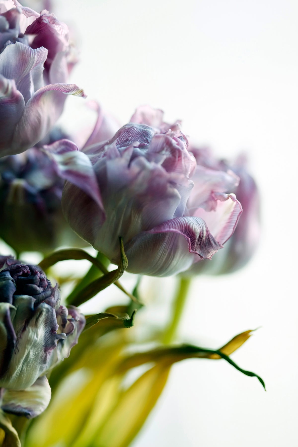 framedcanvas-print-tulip-bouquet