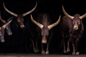 framedposter-print-watusi-family-x