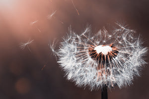 modern-3-piece-canvas-print-dandelion-in-the-evening-light