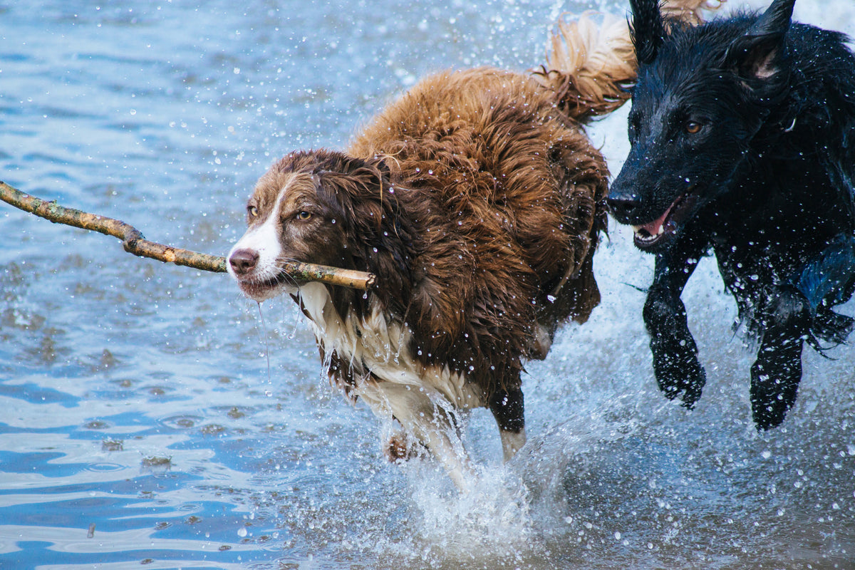 3-piece-canvas-print-playing-dogs
