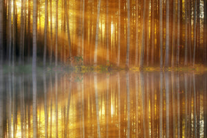 acrylic-print-romantic-mood-in-the-forest
