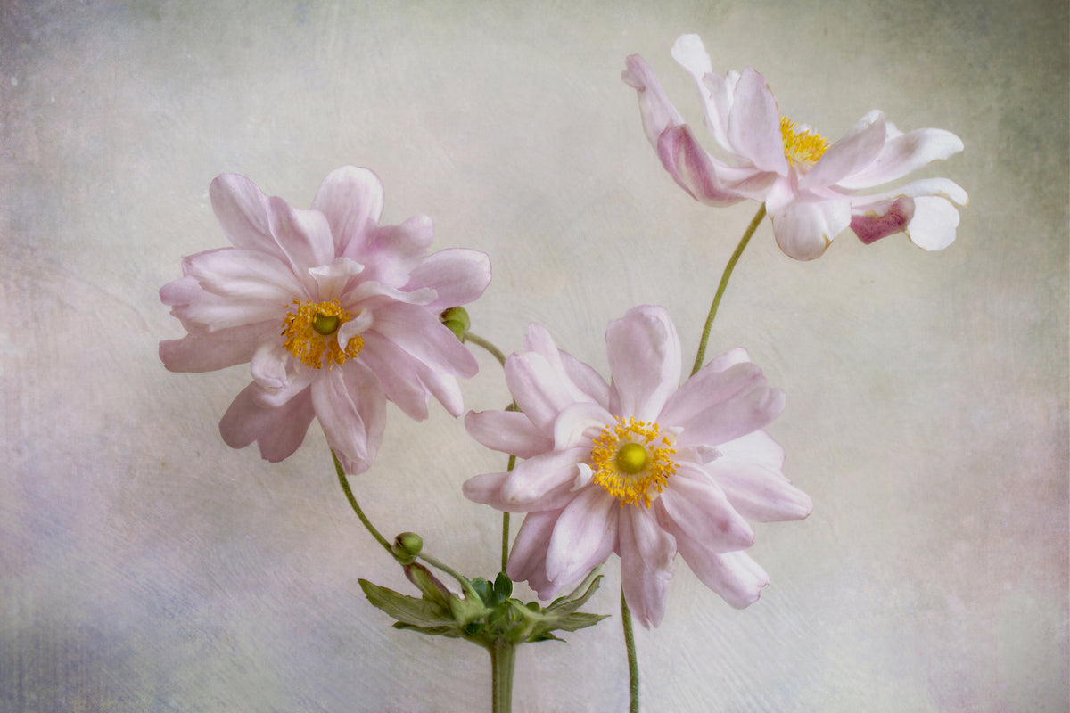 modern-3-piece-aluminium-print-anemones