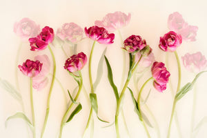 framedcanvas-print-tulips-xgj