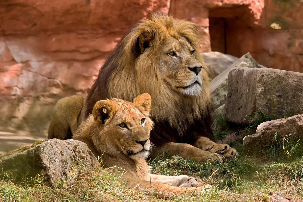 aluminium-print-a-lion-couple