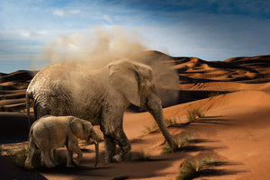framedcanvas-print-elephants-in-the-desert