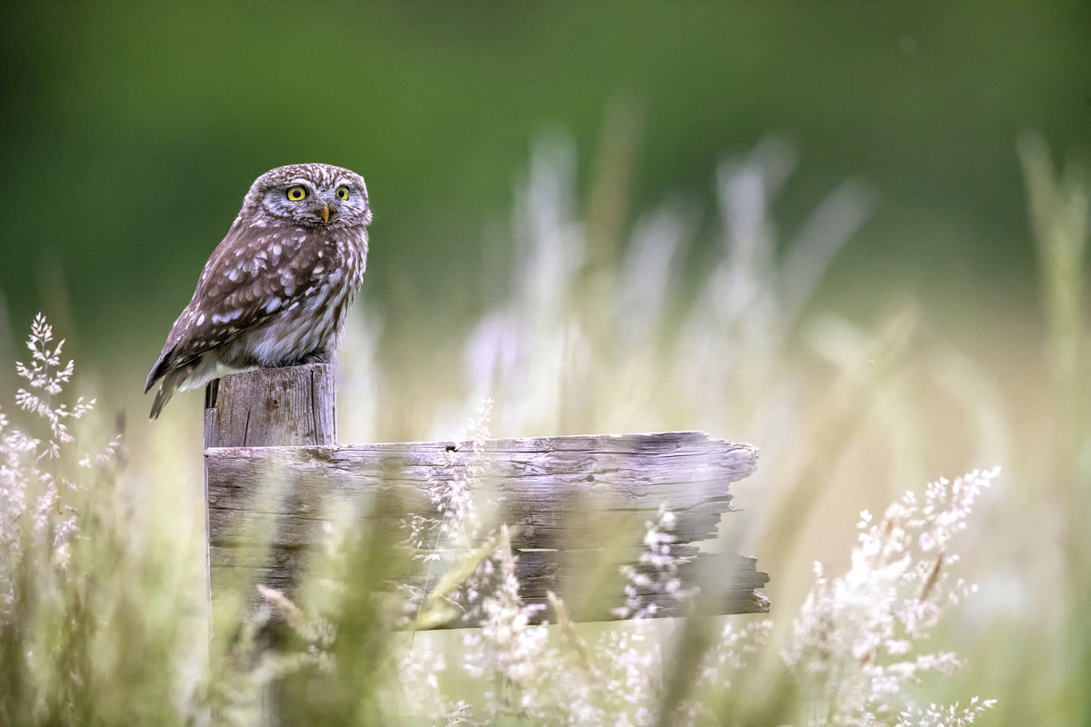 aluminium-print-little-owl-x