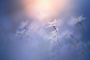 aluminium-print-in-the-pale-light-x