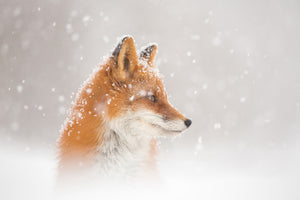 acrylic-print-snow-is-fallingab-x