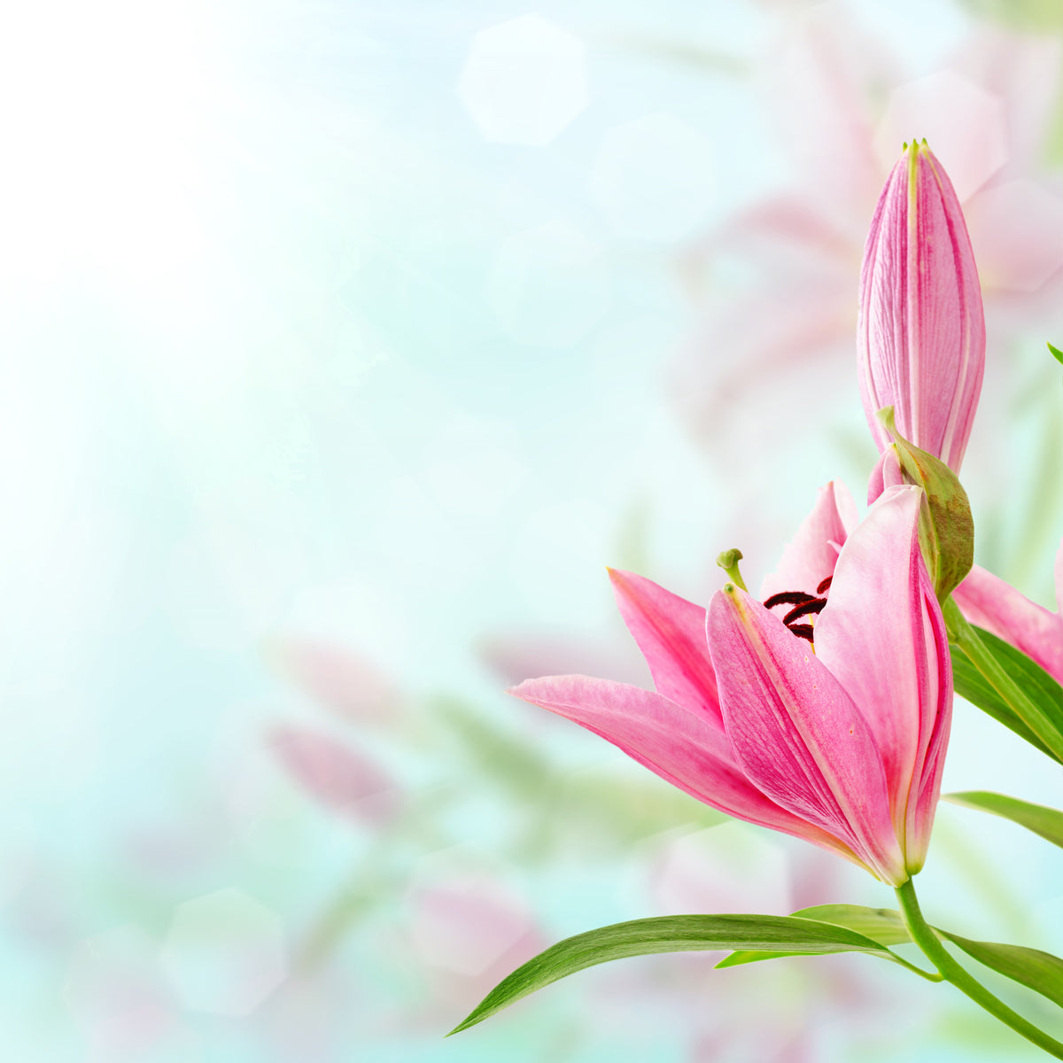 4-piece-aluminium-print-romantic-lilies