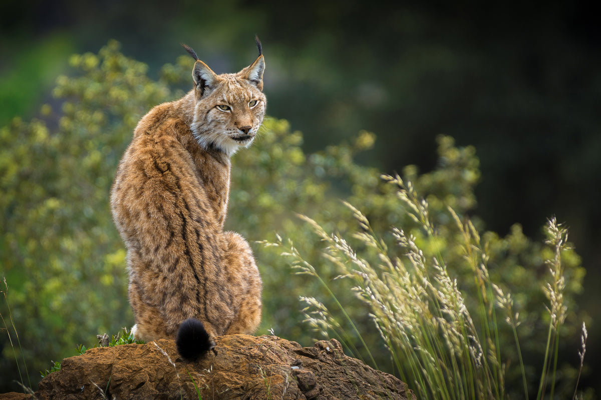 framedposter-print-wild-look-x