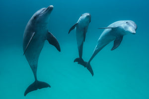 3-piece-aluminium-print-bottlenose-dolphins-ii