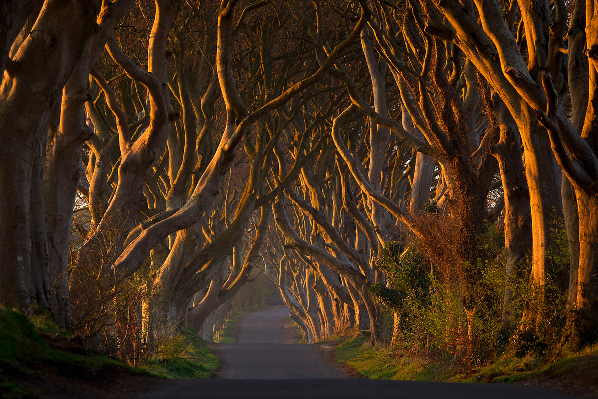poster-print-the-dark-hedges-in-the-morning-sunshine-x