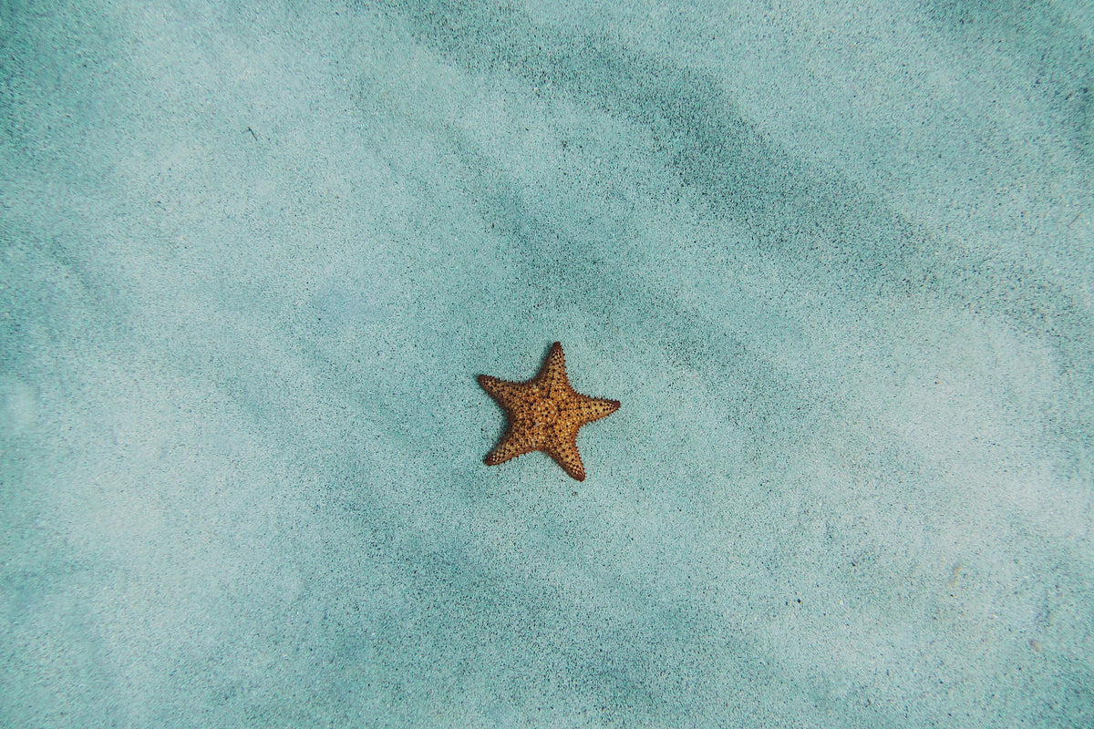 poster-print-the-little-starfish