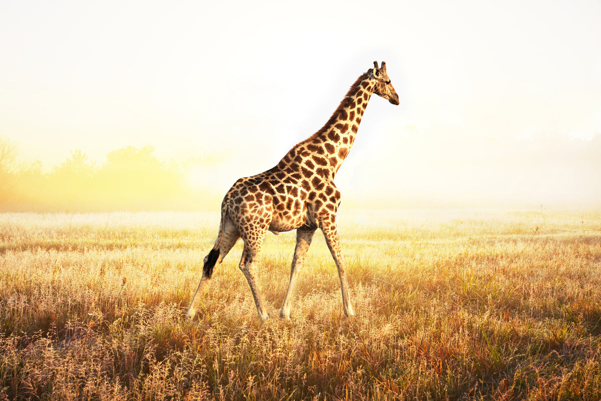 poster-print-the-giraffe